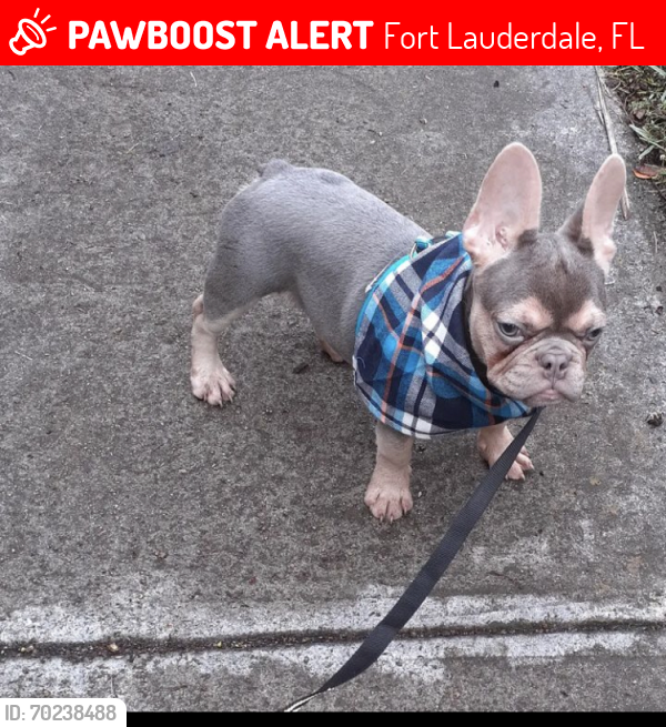Lost Male Dog last seen 31st ave , Fort Lauderdale, FL 33301