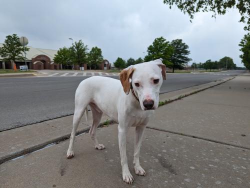 Found/Stray Male Dog last seen Union Public Rosa Parks Elementary, Tulsa, OK 74134
