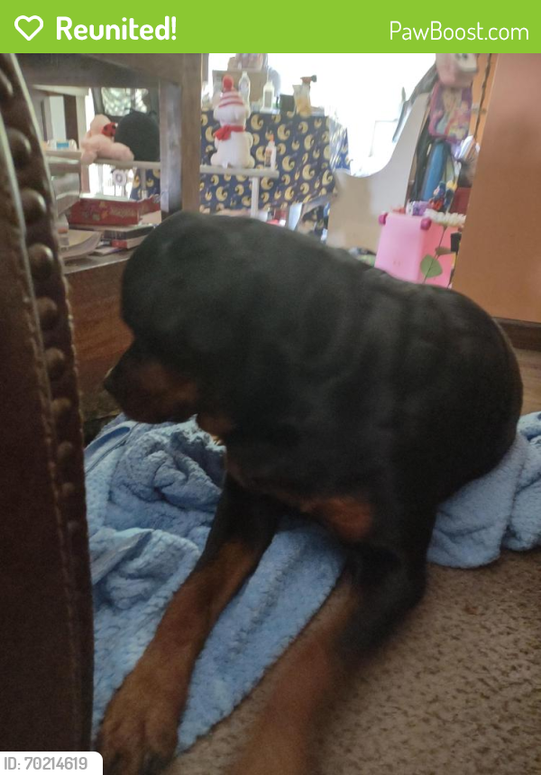 Reunited Female Dog last seen Lost from  went out to pee and is gone she never had this before she needs help and is very nice ., Rockholds, KY 40759