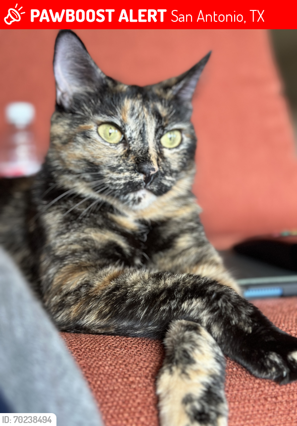Lost Female Cat last seen Willow Point, San Antonio, TX 78219