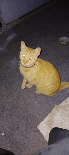 Lost Male Cat last seen S Faul and MCcoy, Tampa, FL 33616