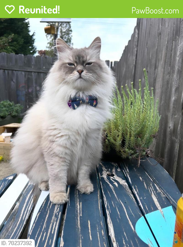Reunited Male Cat last seen 52nd Ave SW and Genesee , Seattle, WA 98116