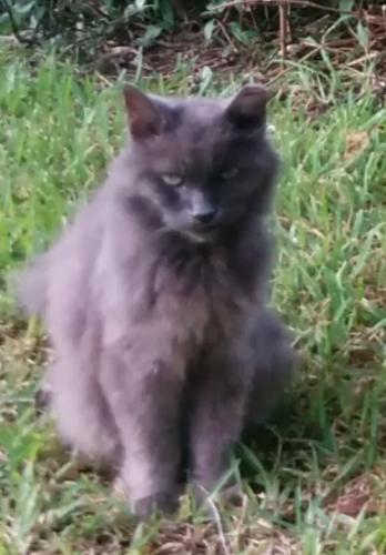 Lost Male Cat last seen Near West north B St tampa FL 33609, Tampa, FL 33609