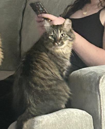Lost Male Cat last seen Knox and McQueen Rd, Chandler, AZ 85225