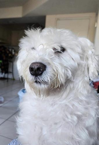 Lost Male Dog last seen Nw 109th Ave and Nw 7th st, Miami, FL 33172