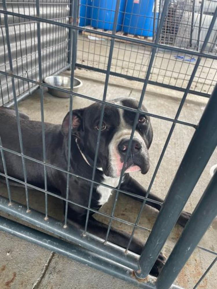 Shelter Stray Female Dog last seen Near MAPLEWOOD, 70812, LA, Baton Rouge, LA 70820