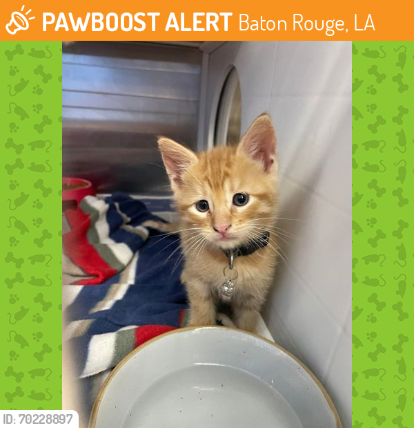 Shelter Stray Male Cat last seen Near ELM GROVE GARDEN, 70807, LA, Baton Rouge, LA 70820