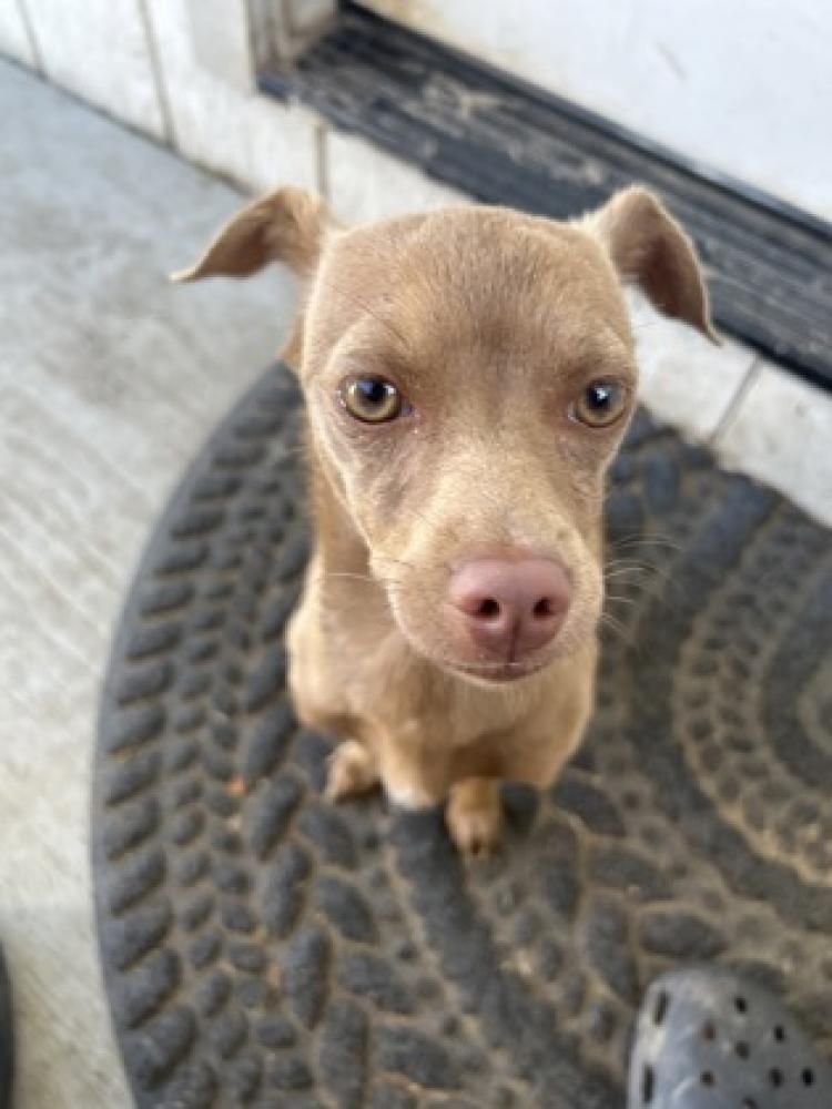 Shelter Stray Female Dog last seen Romain Park (First and Belmont), Fresno Zone Fresno City E 93702, CA, Fresno, CA 93706