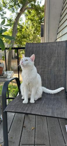 Lost Male Cat last seen 51st and Harvard, Tulsa, OK 74135