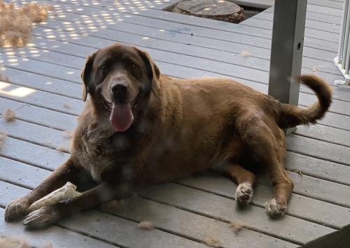Lost Male Dog last seen Spring Creek Volunteer Fire Station 224, Weatherford, TX 76087
