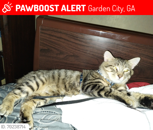 Lost Male Cat last seen Groves high School , Garden City, GA 31408