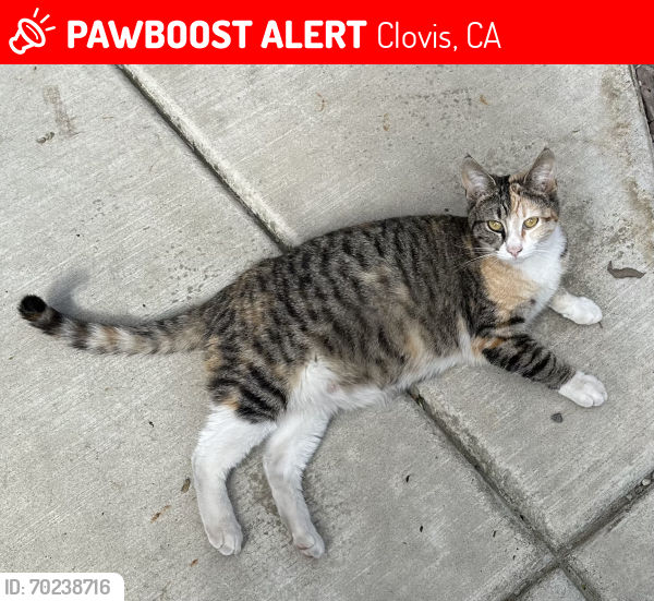Lost Female Cat last seen Locan & Ashlan, Clovis, CA 93619