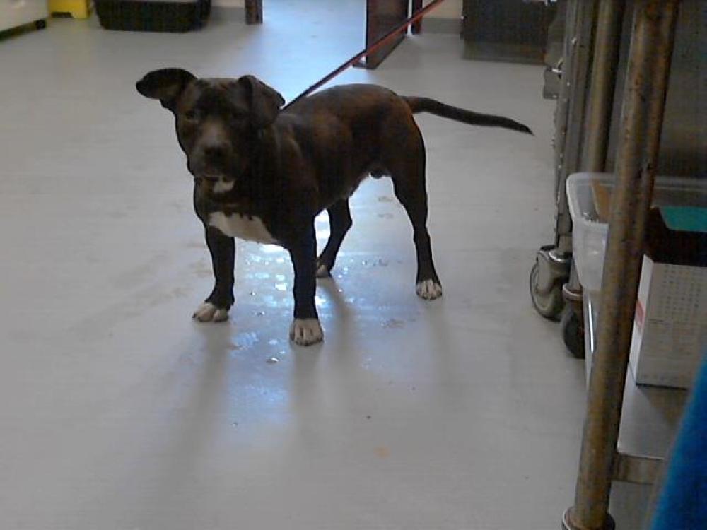 Shelter Stray Male Dog last seen Near BLOCK HOPE MILLS RD, FAYETTEVILLE NC 28304, Fayetteville, NC 28306