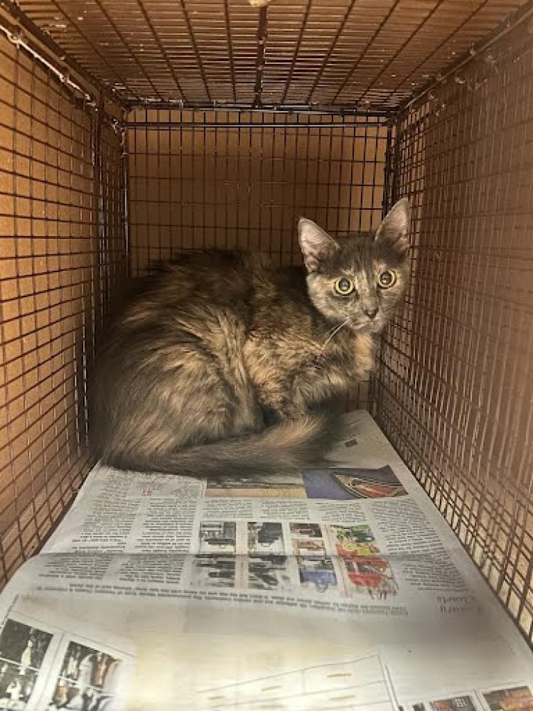 Shelter Stray Female Cat last seen Near BLOCK LEVANDER LOOP, Austin, TX 78702