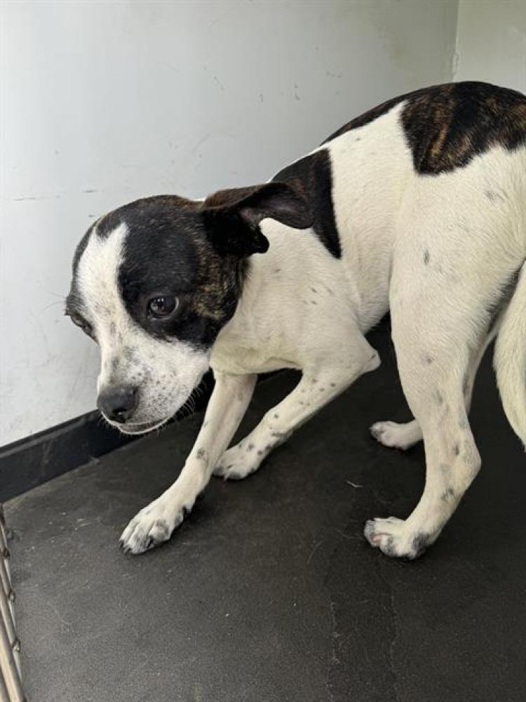 Shelter Stray Male Dog last seen Near BLK CAMEO CT, BAKERSFIELD,CA, Bakersfield, CA 93307