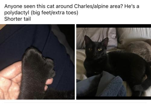 Lost Male Cat last seen Beckett and Charles st , Rockford, IL 61108