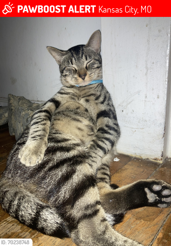 Lost Male Cat last seen Near Forest Ave, Kansas City, MO 64131