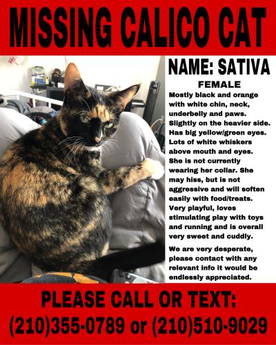 Lost Female Cat last seen Fannin and N Monroe, La Grange, TX 78945