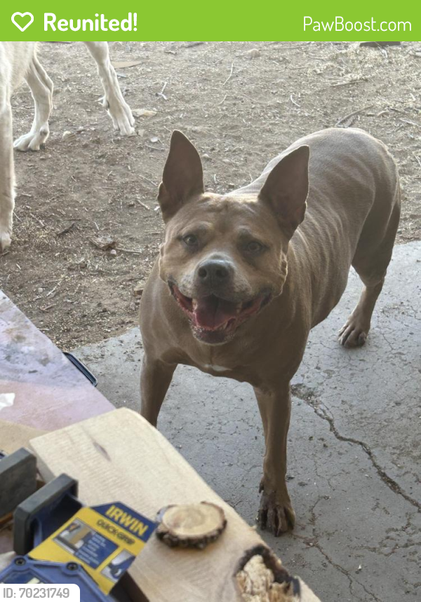 Reunited Female Dog last seen Jefferson/peninsula, Newport News, VA 23602