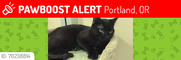 Lost Female Cat last seen SW 35th and SW Alice, Portland, OR 97219