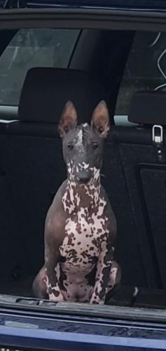 Lost Female Dog last seen Telephone rd and hwy 5, Melissa, TX 75454