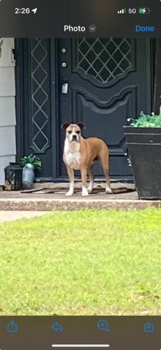 Lost Female Dog last seen Tucker , Arlington, TX 76013