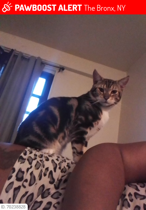 Lost Male Cat last seen Union Ave and tinton st, The Bronx, NY 10455