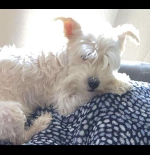 Lost Female Dog last seen Wester Ave and Pacific Coast HWY, Lomita, CA 90717