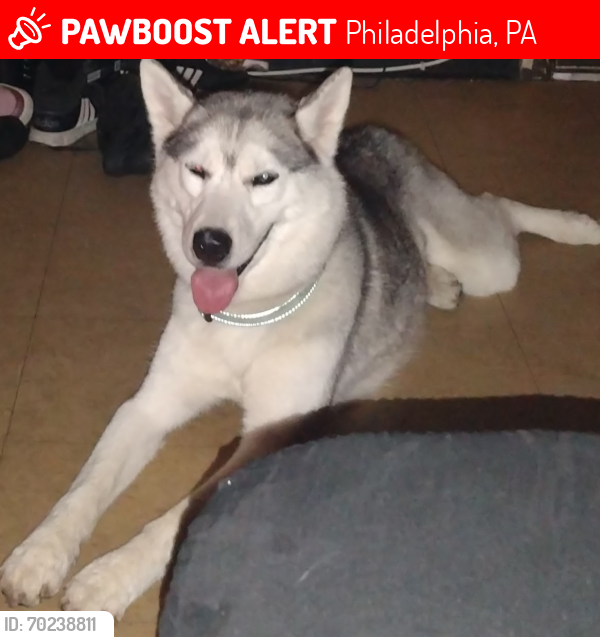 Lost Female Dog last seen Near  gray smth, Philadelphia, PA 19113