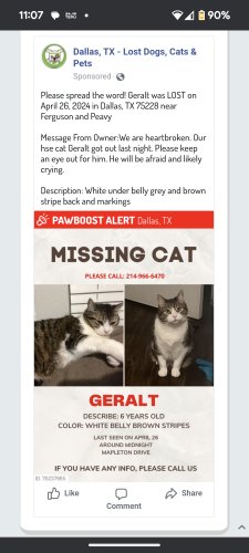 Lost Male Cat last seen Ferguson and Peavy, Dallas, TX 75228