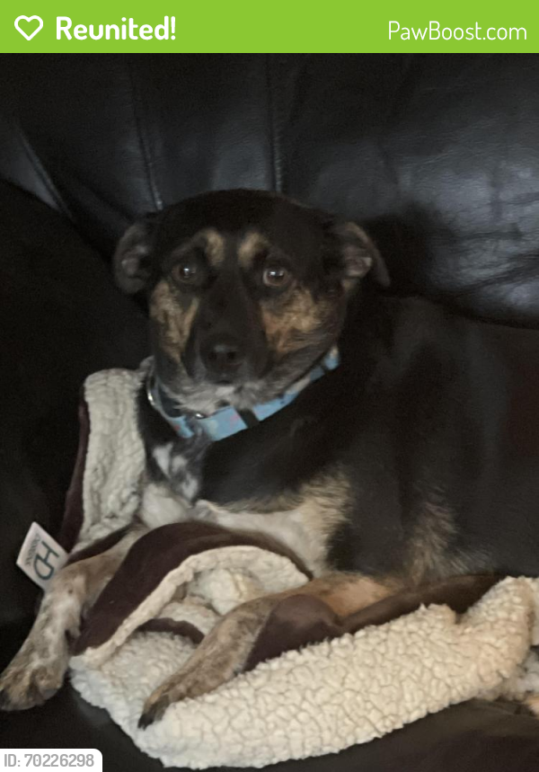 Reunited Female Dog last seen Cypress North Houston and Huffmeister, Cypress, TX 77429