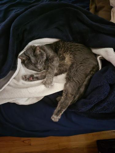 Lost Female Cat last seen Yale and Murdock, Meriden, CT 06450