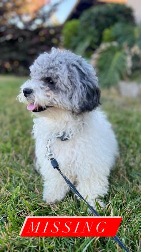 Lost Male Dog last seen Paramount, Downey, CA 90240