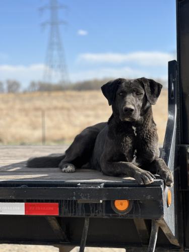 Lost Female Dog last seen Would be close to cr 22 and cr23, Weld County, CO 80621