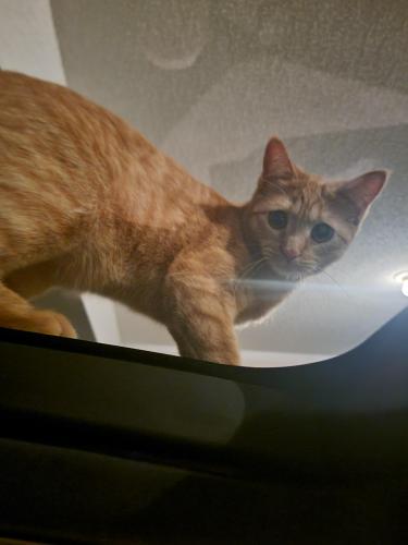 Lost Female Cat last seen By Cedar Creek elementary school on College and Claire. , Olathe, KS 66061