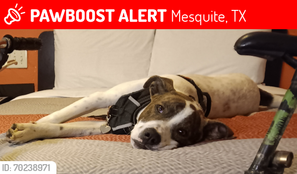 Lost Male Dog last seen I-30 and Broadway blvd , Mesquite, TX 75149