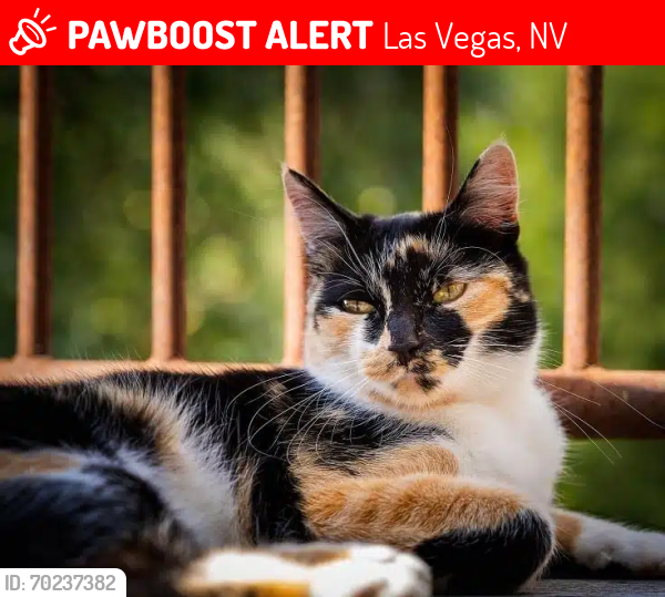 Lost Female Cat last seen Nellis Boulevard and Cleveland Avenue, Las Vegas, NV 89104