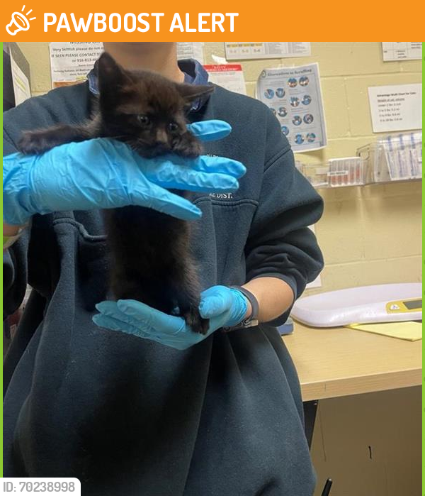 Shelter Stray Female Cat last seen 53RD AVE & DEMARET DR, Sacramento, CA 95818