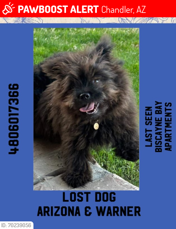 Lost Male Dog last seen Arizona Ave & Warner, Chandler, AZ 85225