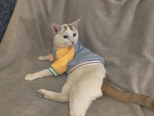 Lost Male Cat last seen Seagirt Avenue Near by the beach , Queens, NY 11691