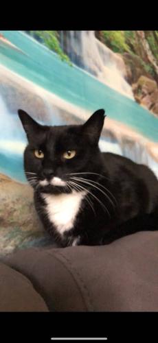Lost Female Cat last seen Crown and addison, Spokane, WA 99207