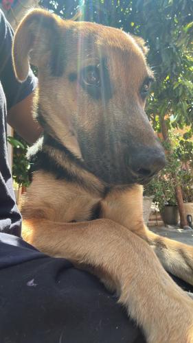 Lost Male Dog last seen Bellflower, Downey, CA 90242