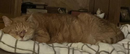 Lost Male Cat last seen Miamisburg, Ohio, Miamisburg, OH 45342