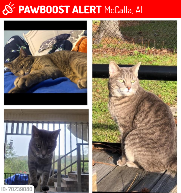 Lost Female Cat last seen Siren Ridge, McCalla, AL 35111