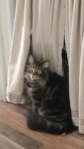 Lost Male Cat last seen 38th off cleveland avenue , Canton, OH 44709