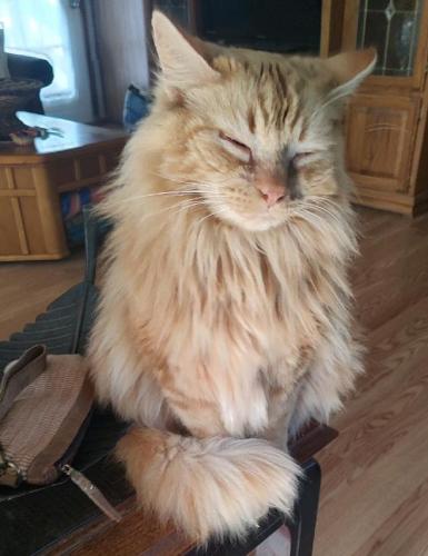 Lost Male Cat last seen First hse on Stilts to your left., Satsuma, FL 32189