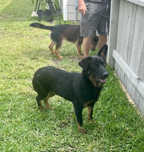 Found/Stray Unknown Dog last seen Humble, TX, Humble, TX 77347