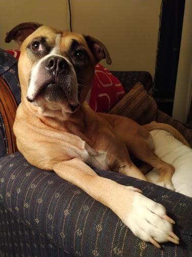 Lost Male Dog last seen Wellesley and River Rd., Otis Orchards, Otis Orchards-East Farms, WA 99027