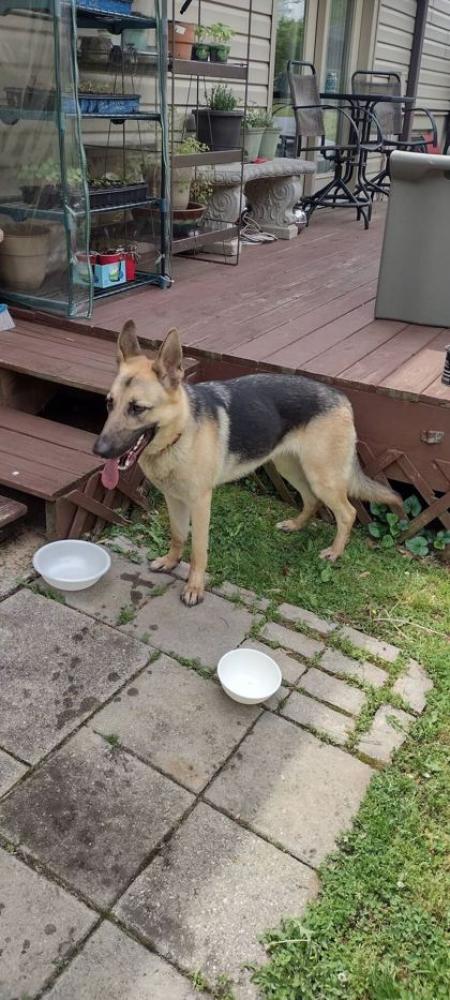 Shelter Stray Female Dog last seen Knoxville, TN , Knoxville, TN 37919