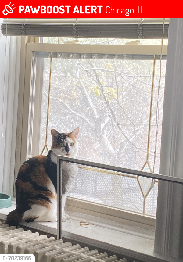 Lost Female Cat last seen Argyle and Glenwood, Chicago, IL 60640